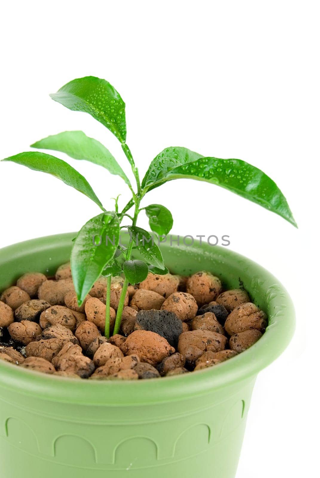 Plant at green flowerpot isolated on white