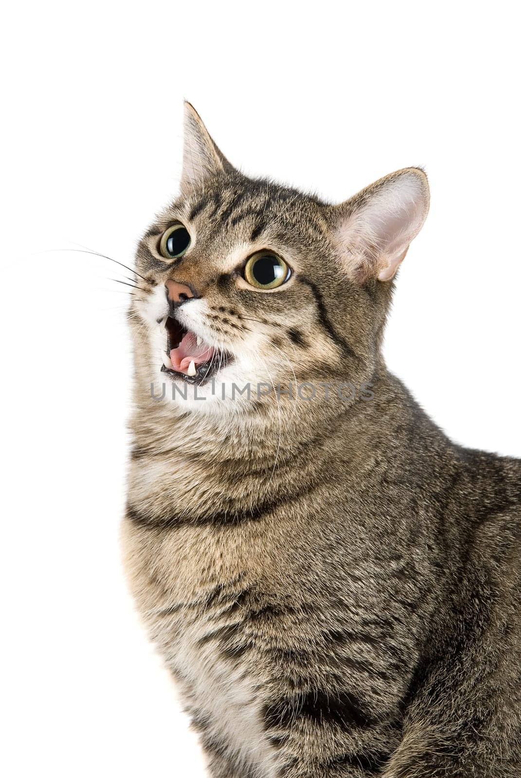 Mewing cat isolated on white