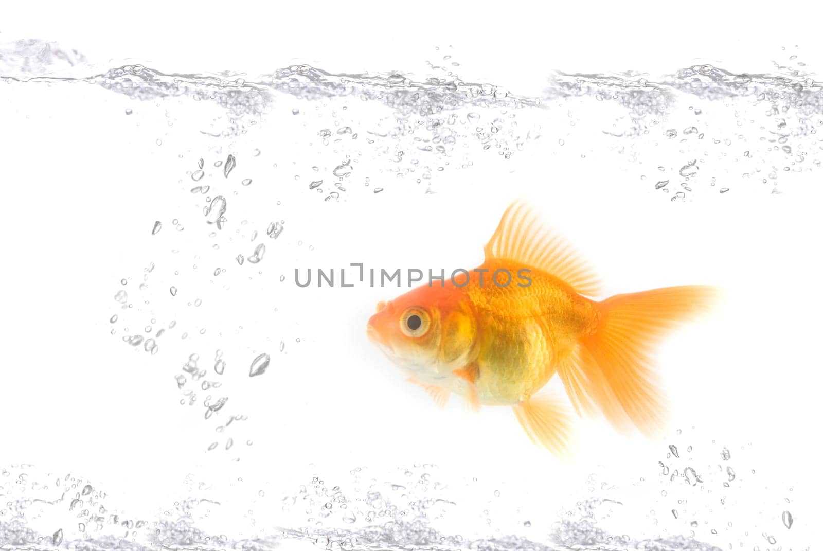 gold fish at water isolated on white