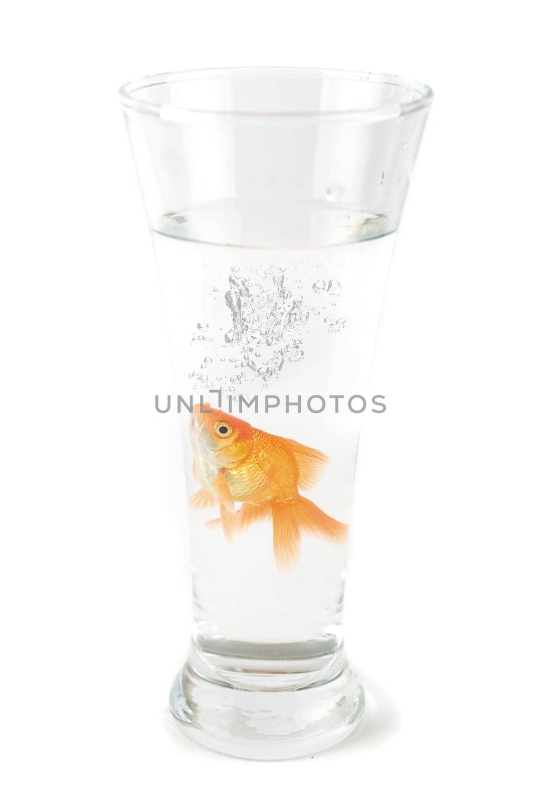 Gold fish at glass isolated on white