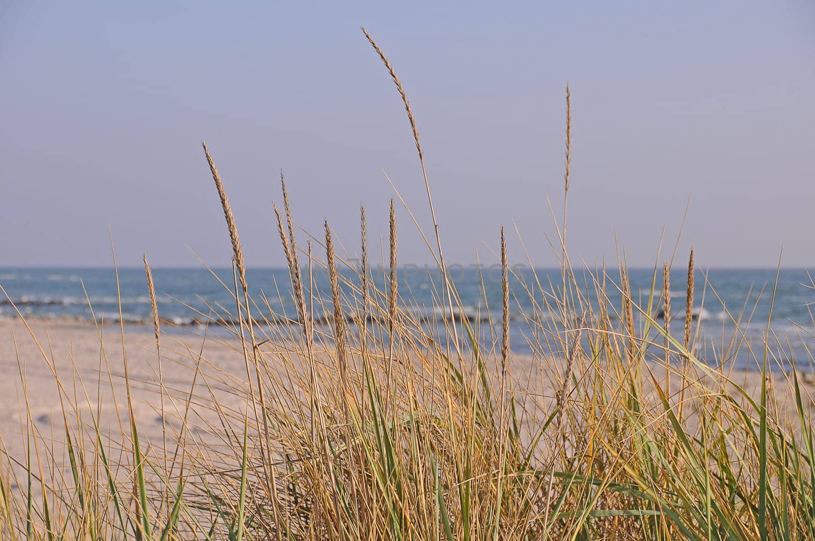 Baltic Sea with dune grass