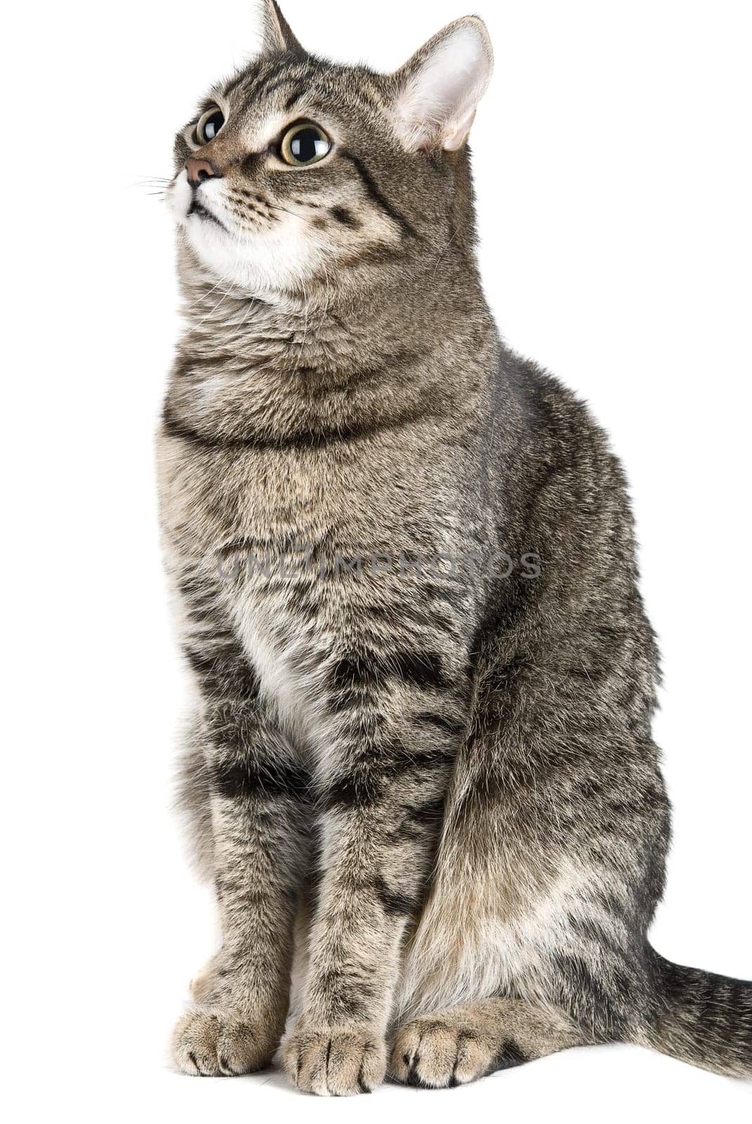 Sitting Cat isolated on white
