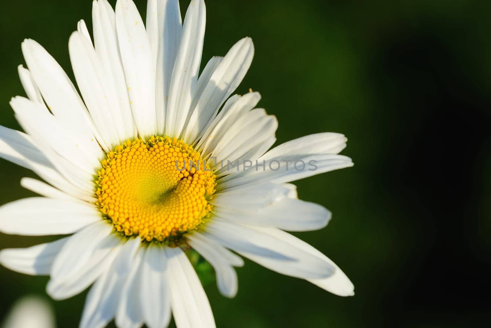 Autumn daisies
