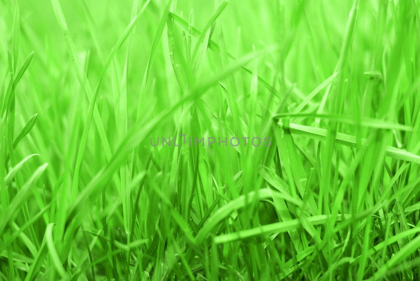 Close up of Rich green Grass background