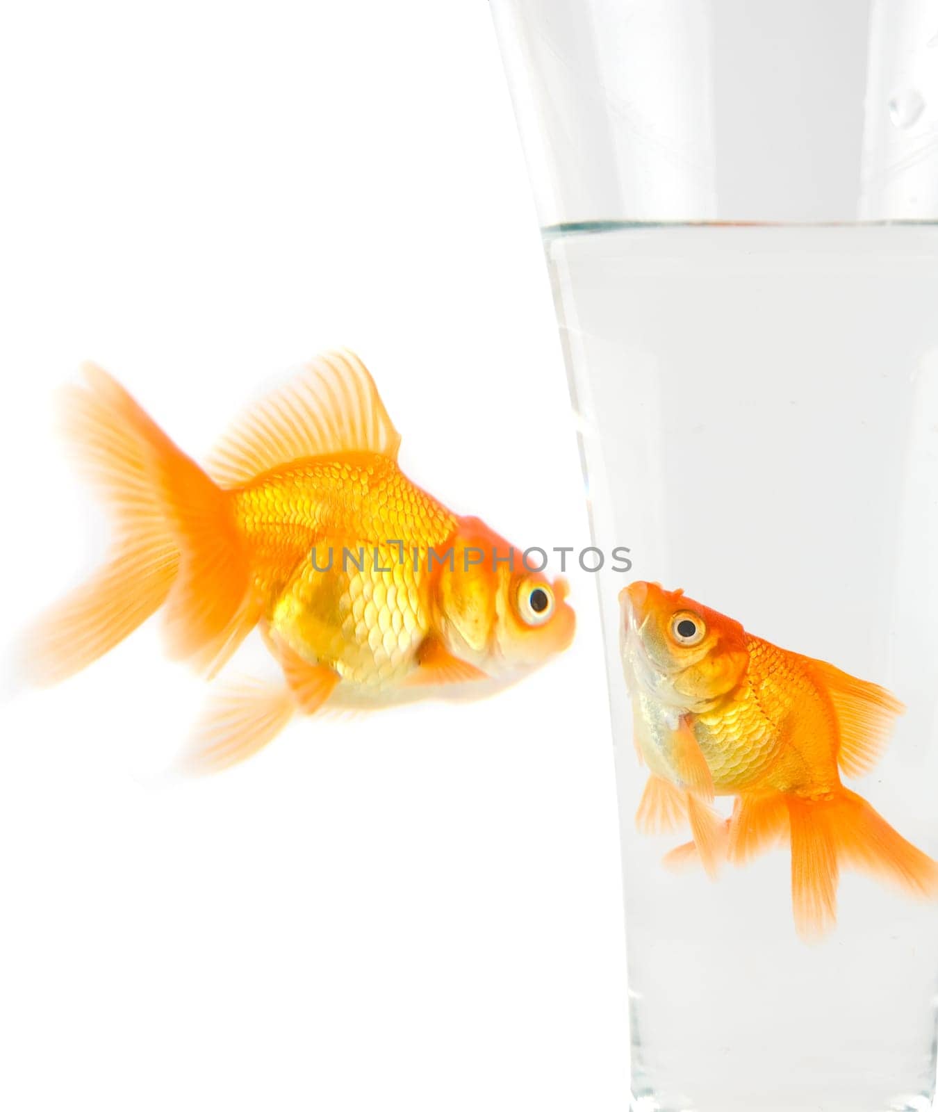 Two goldfish isolated on white background