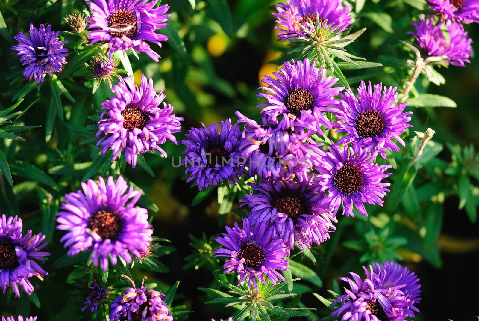 Autumn asters