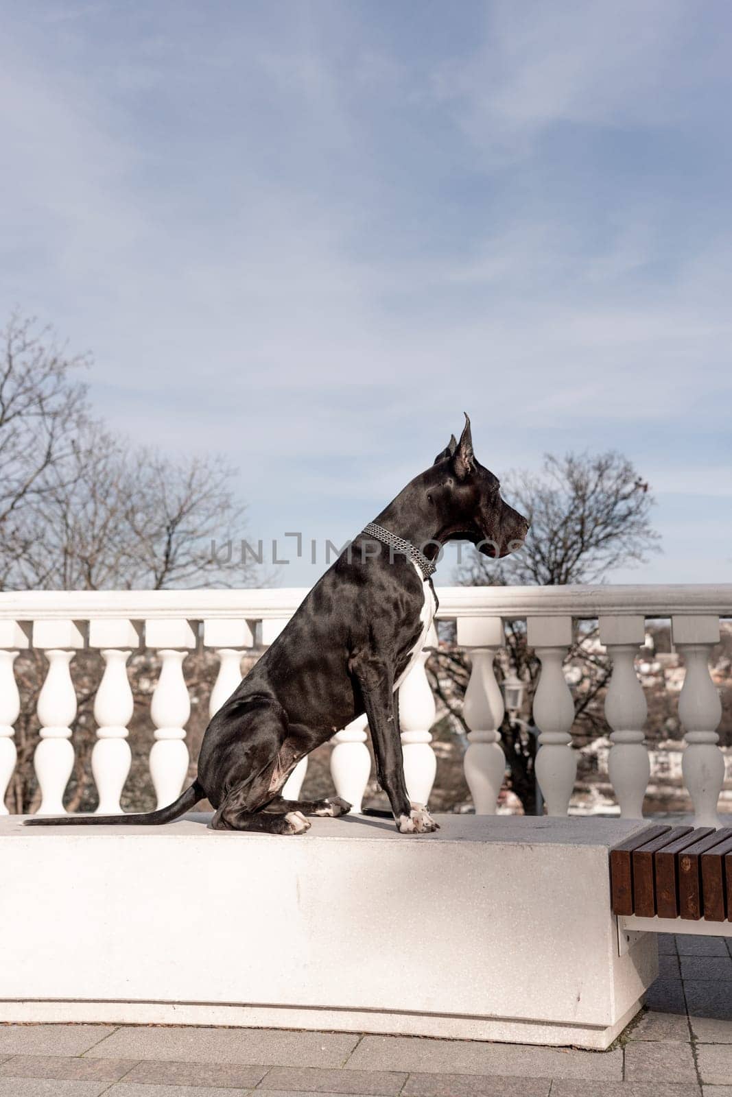 Young black Great Dane poses in the city.