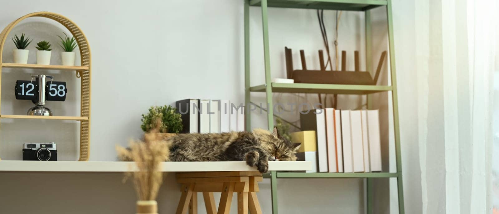 Fluffy cat sleeping on white table near curtains in cozy living room. Domestic cat concept by prathanchorruangsak