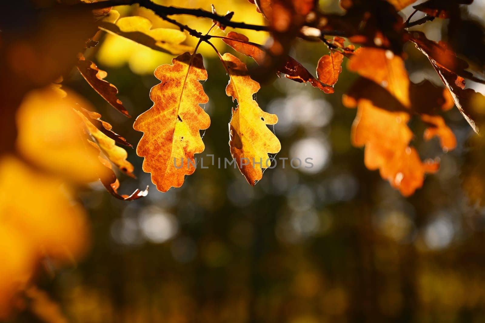 Beautiful colourful autumn leaves. Seasonal natural background. Fall time. 
