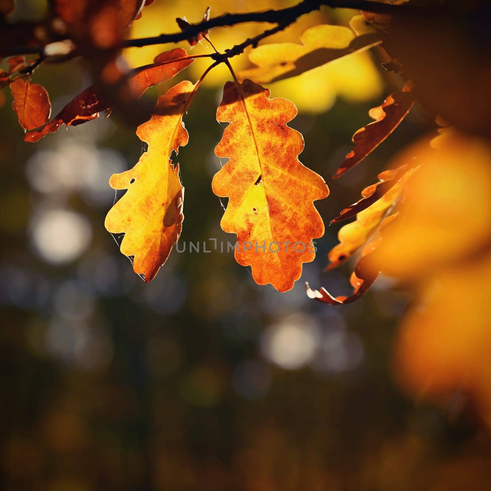 Beautiful colourful autumn leaves. Seasonal natural background. Fall time. 
