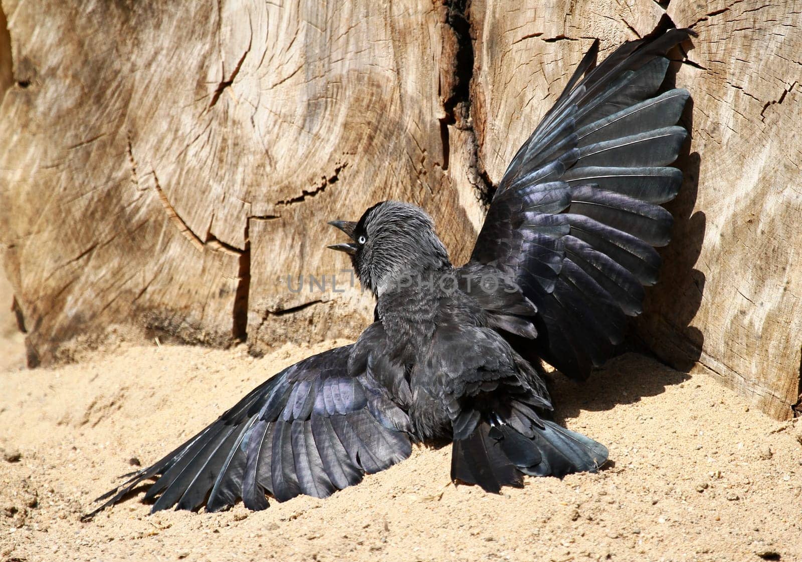 Sunbath