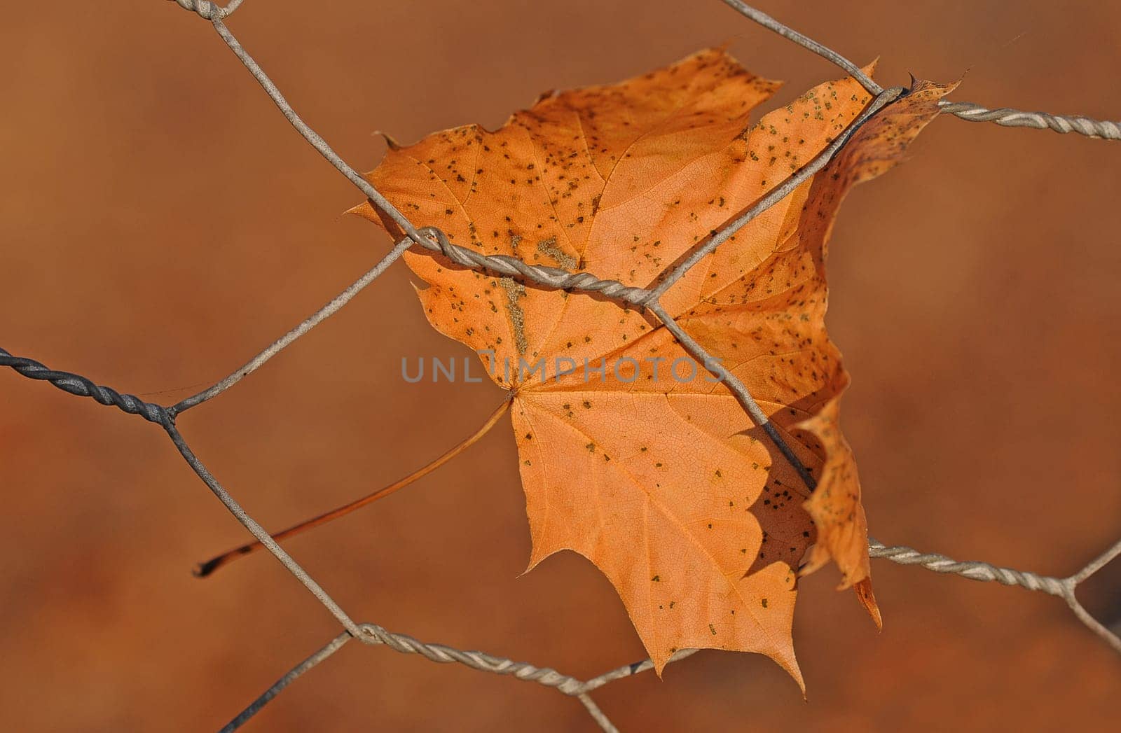 Maple leaf in autumn