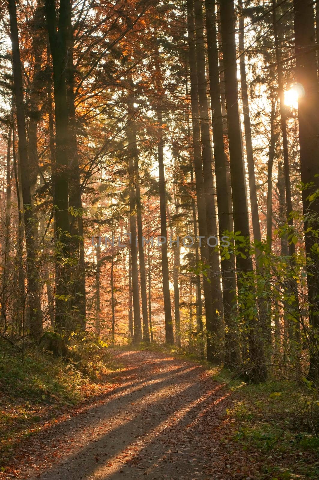 Autumn forest