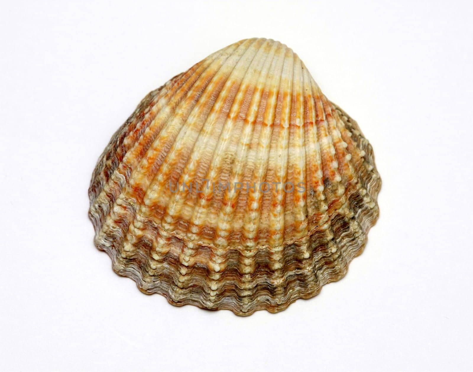 Exotic shell