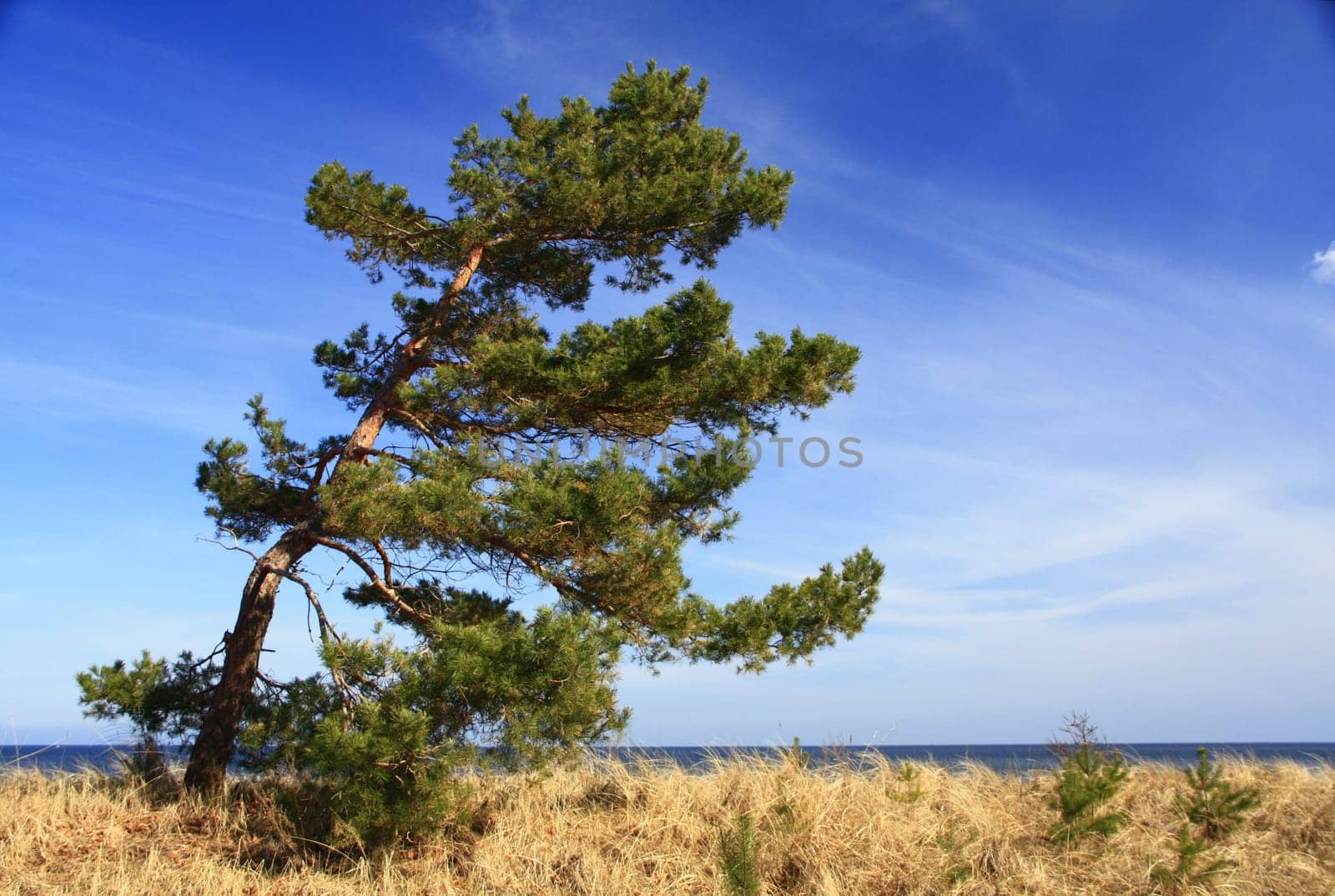 Lonely pine tree on a dune on the island of Usedom,Baltic Sea,Germany