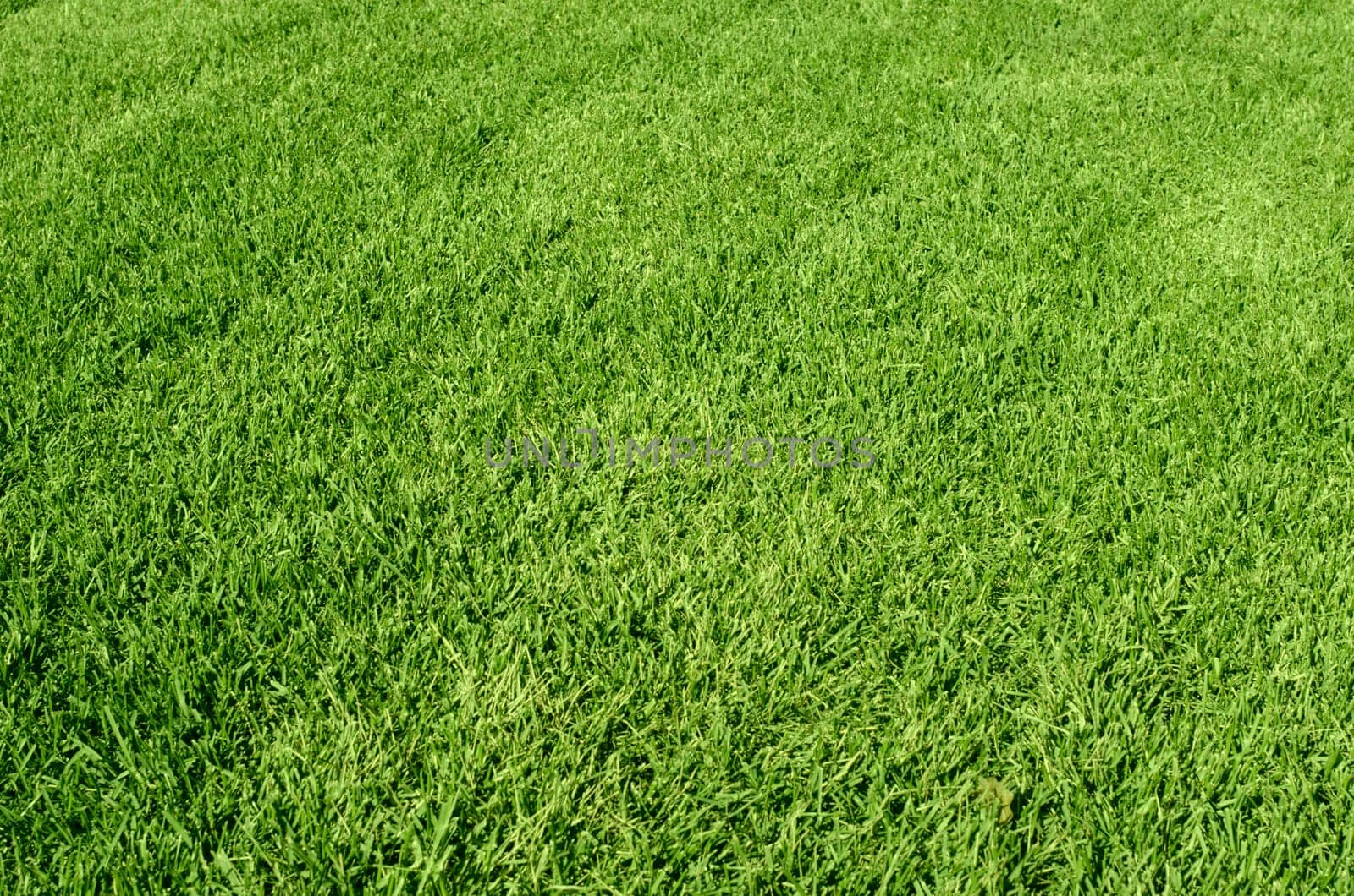 Photo of the beautiful green grass texture