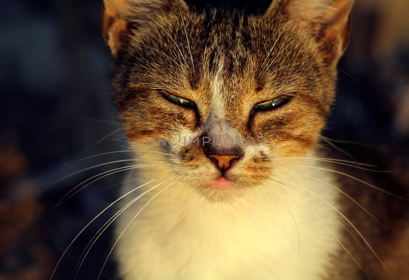 (cat animal) without big