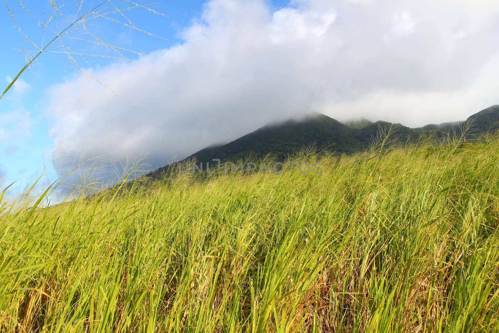 View of Mount Liamuiga from the sugar cane fields of Saint Kitts.