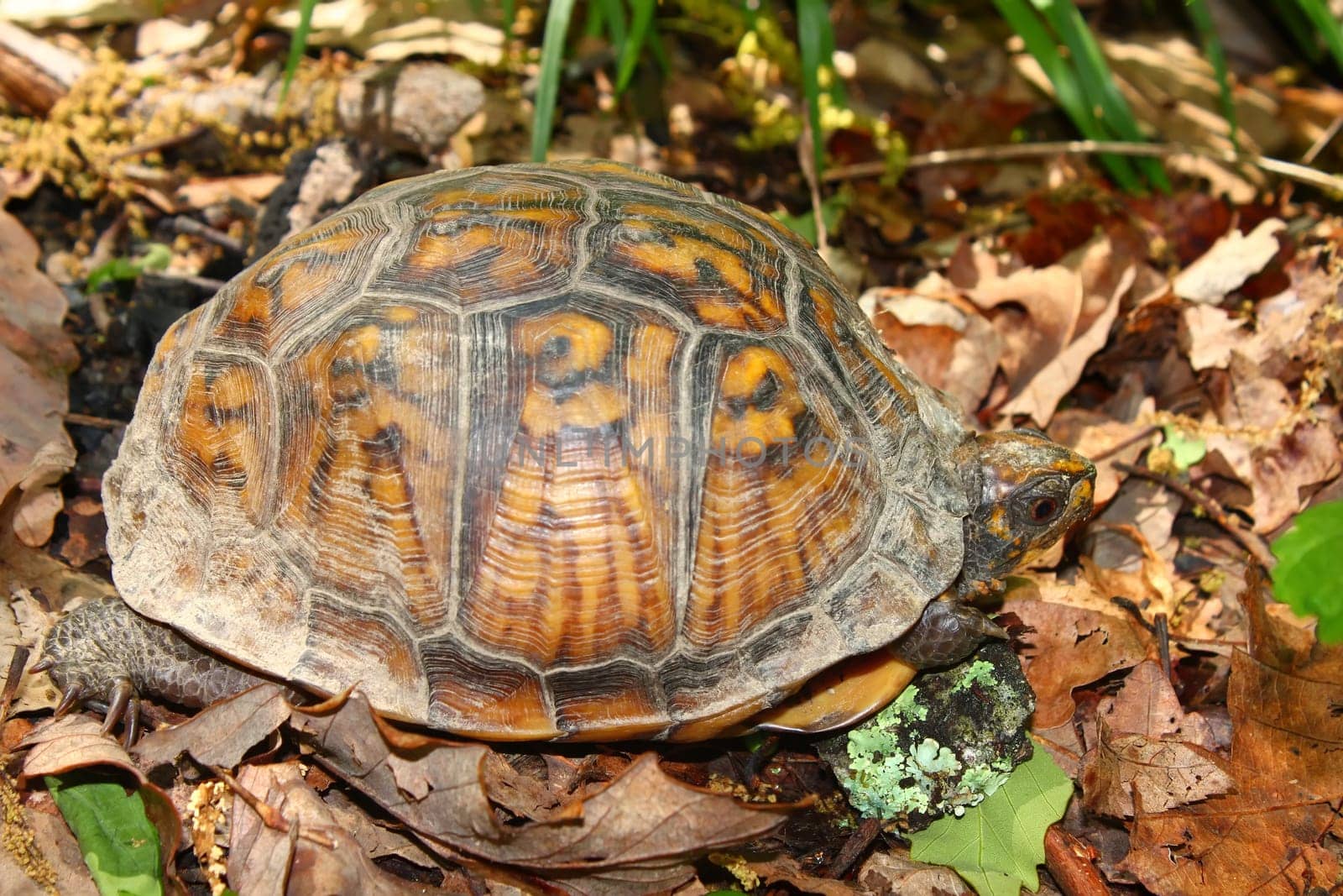 A Box Turtle (Terrapene carolina) at Monte Sano State Park - Alabama.