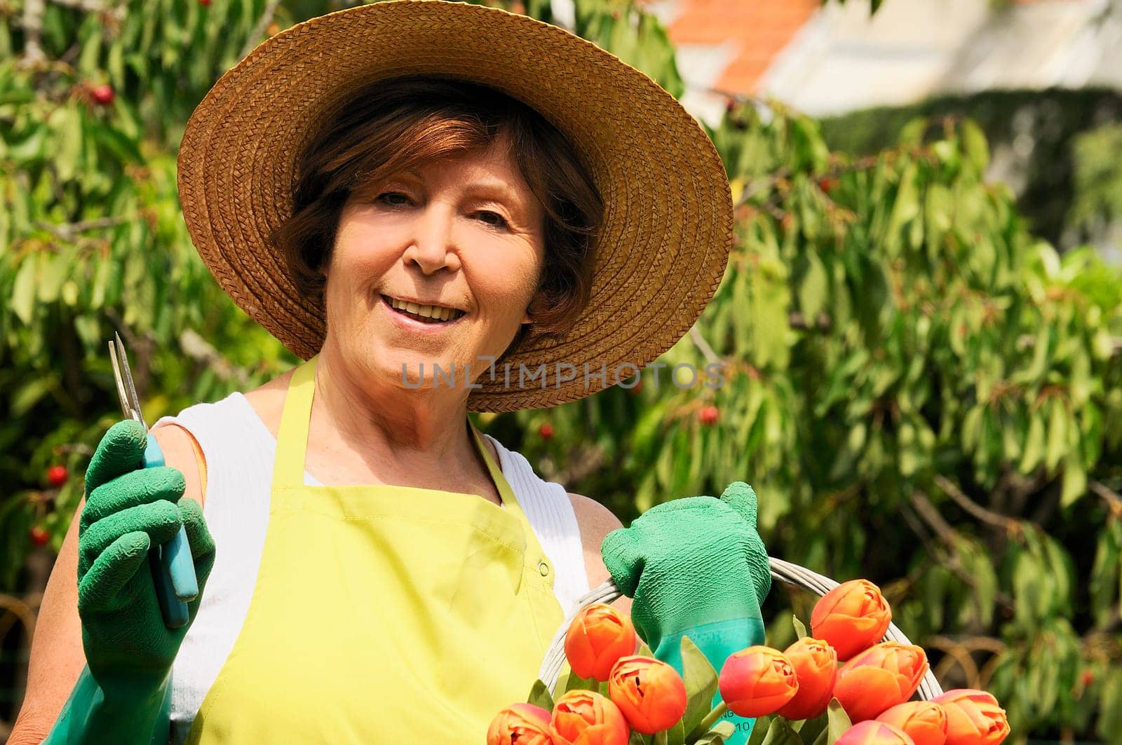 Senior woman pruning tulips in her garden