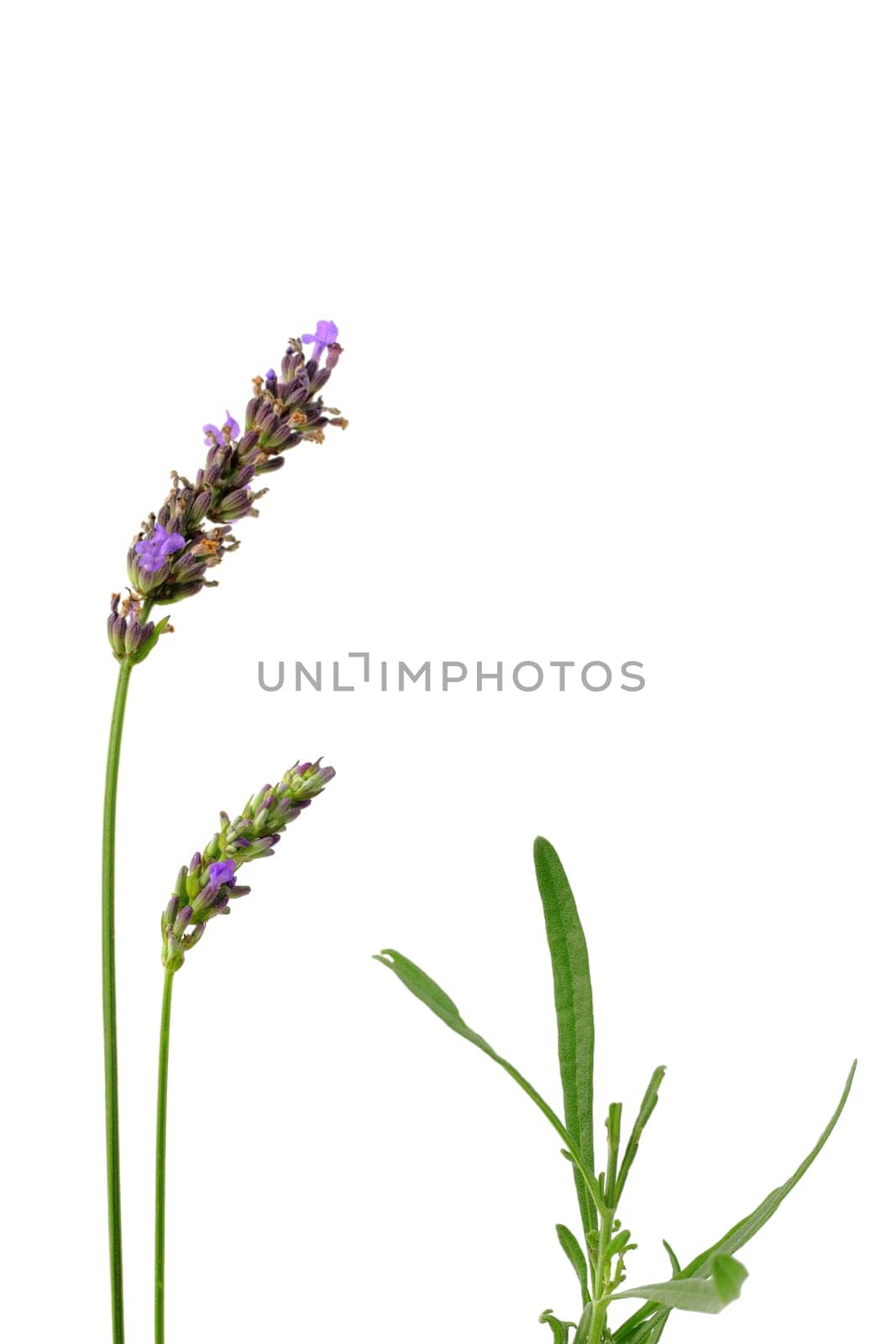 Lavender flowers with leaves,isolated