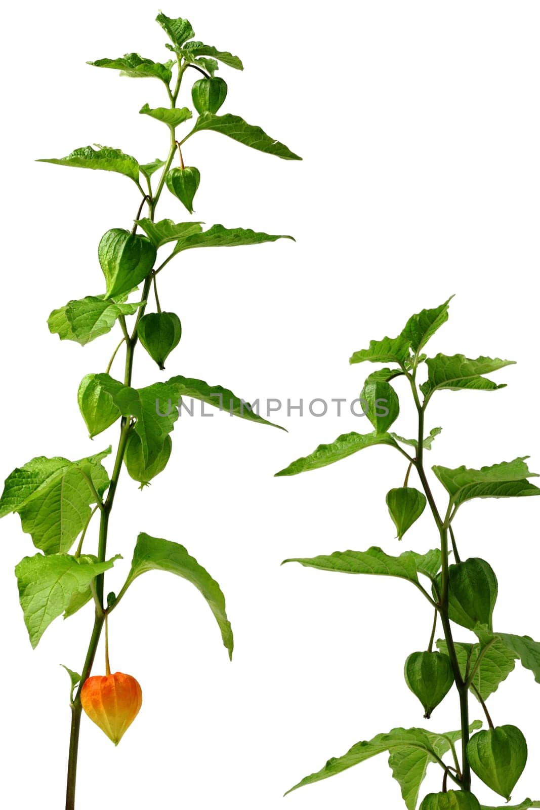 Physalis