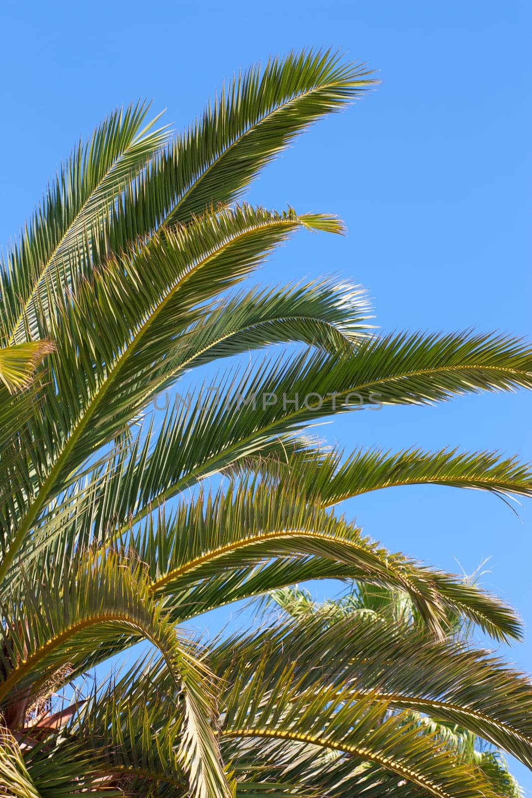 Close-up view of palm branches