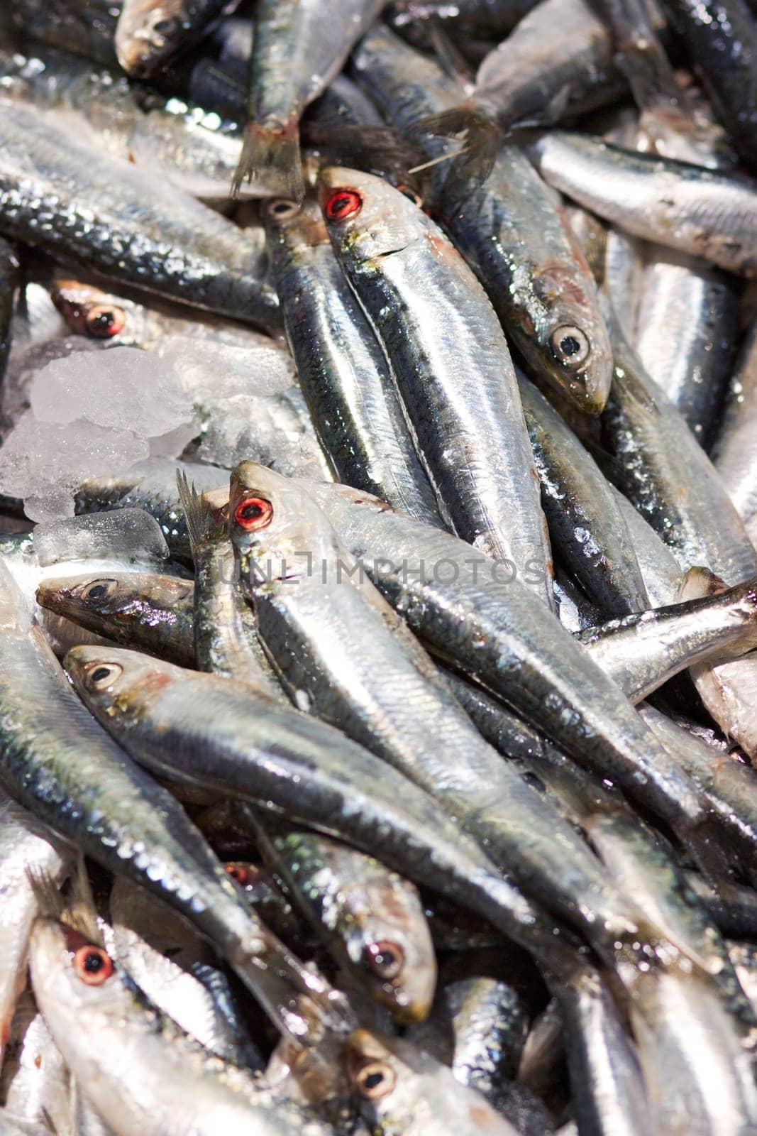 Fresh sardines, just caught for background