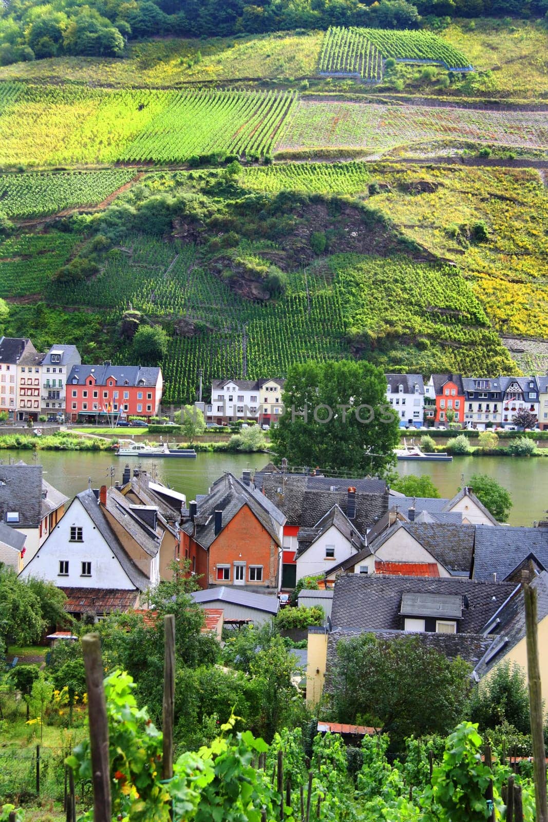 Viticulture on the Moselle - portrait format