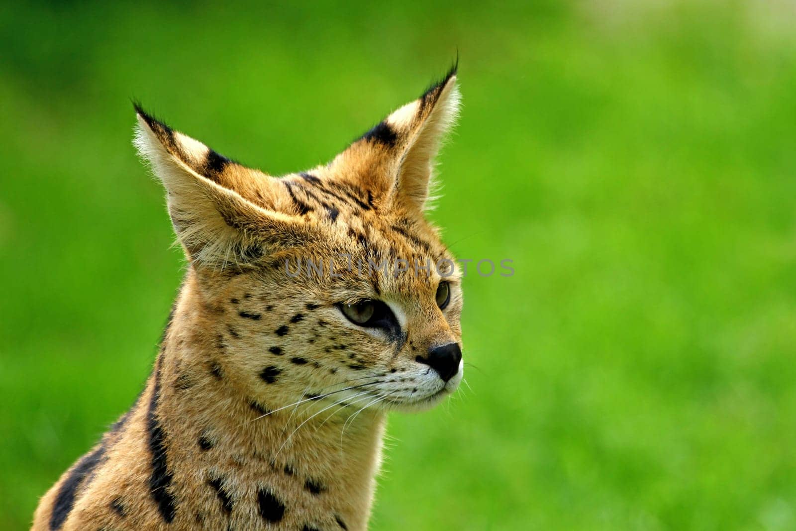ServalPortrait