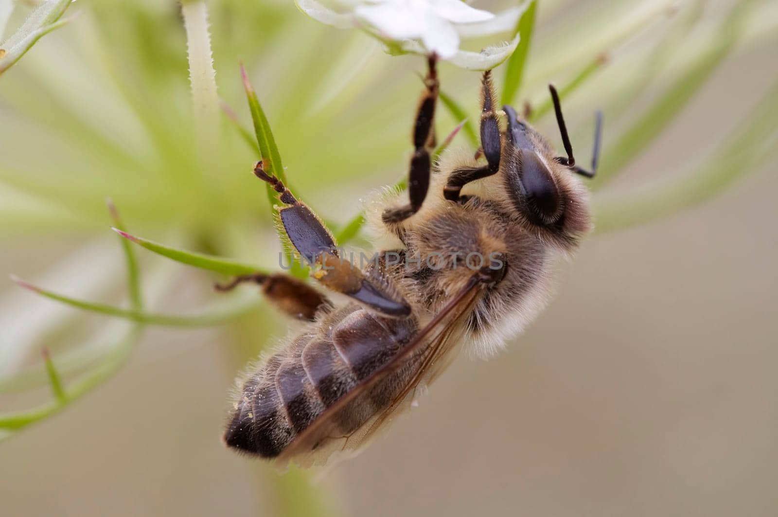 Macro - detail - of the honey bee- pollination