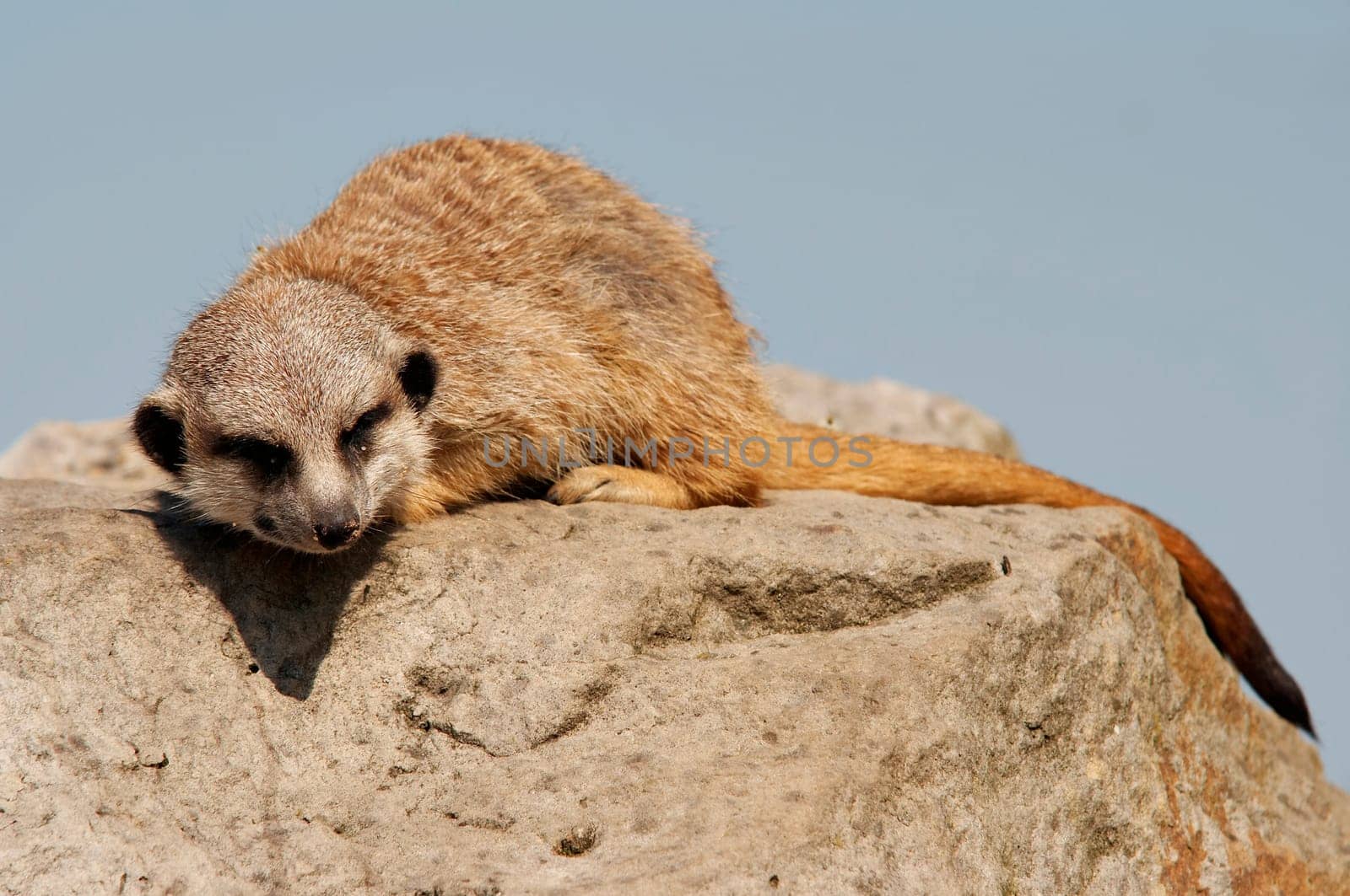 The meerkat or suricate - Suricata suricatta - is a small mammal belonging to the mongoose family