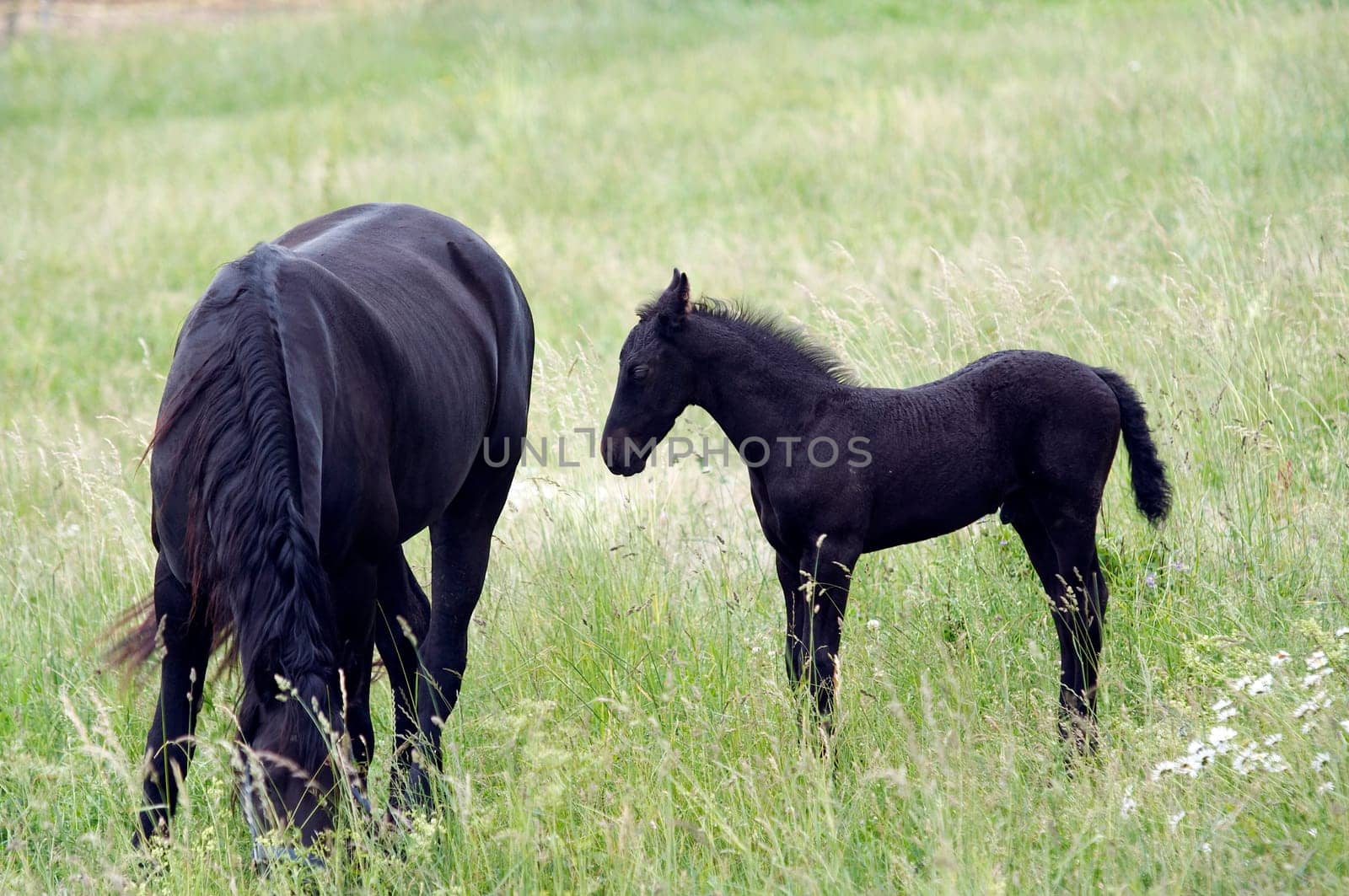 Shot of the mare with colt on horse lot