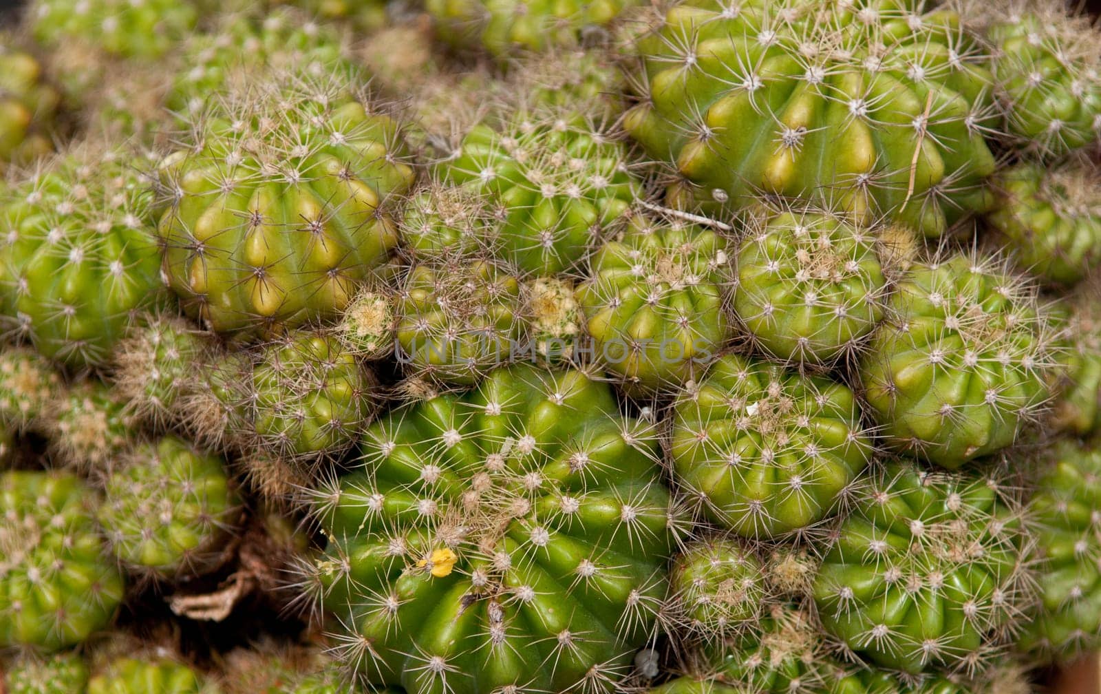 cloe detailed shot of cactus plant background