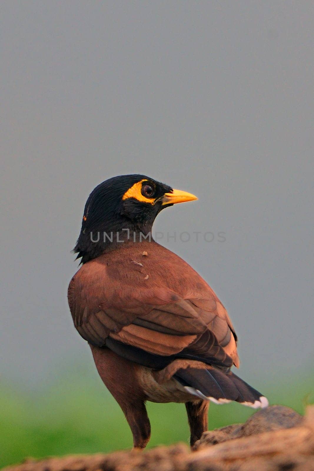 A beautiful Mynah bird on  a bright sunny summer day