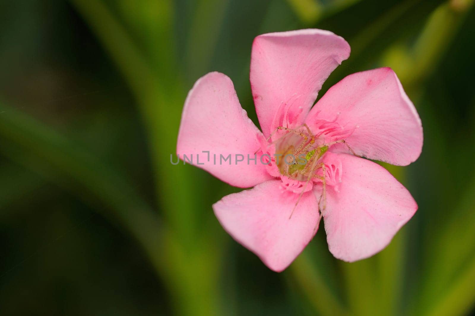 A green lynx spider waiting on a flower for its prey