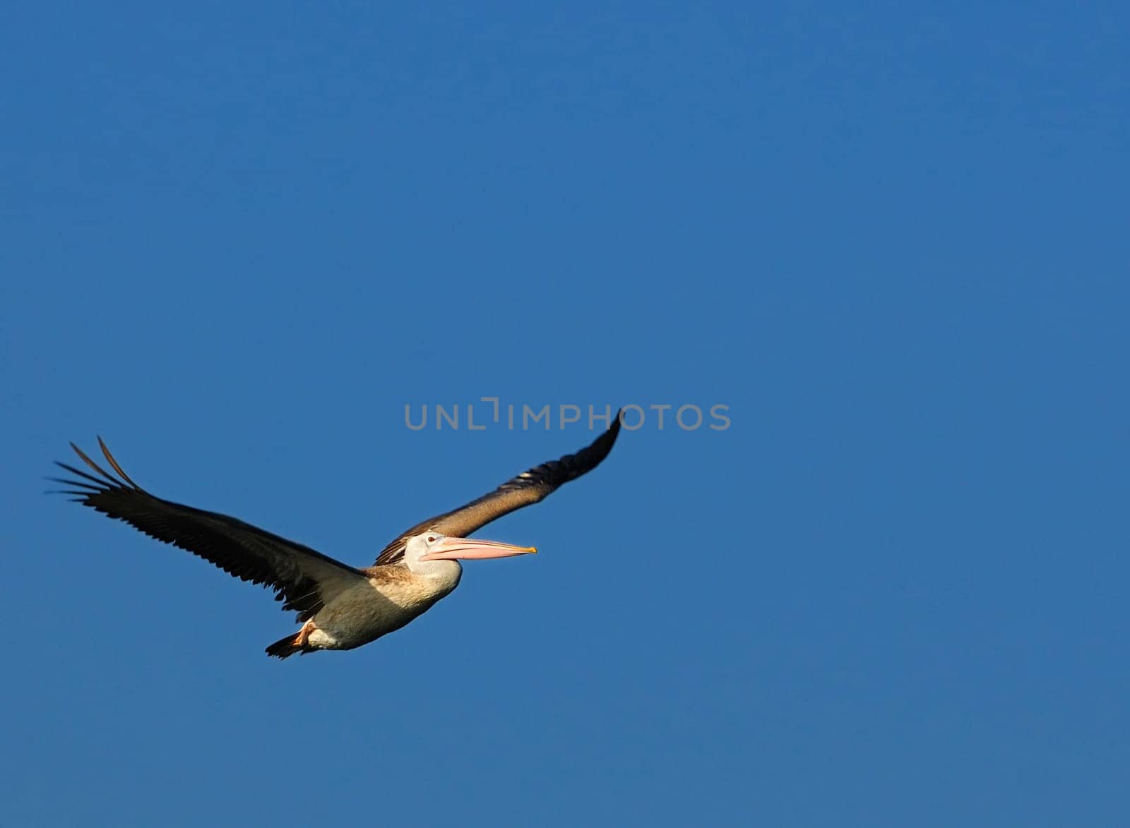 Pelican caught in flight early morning