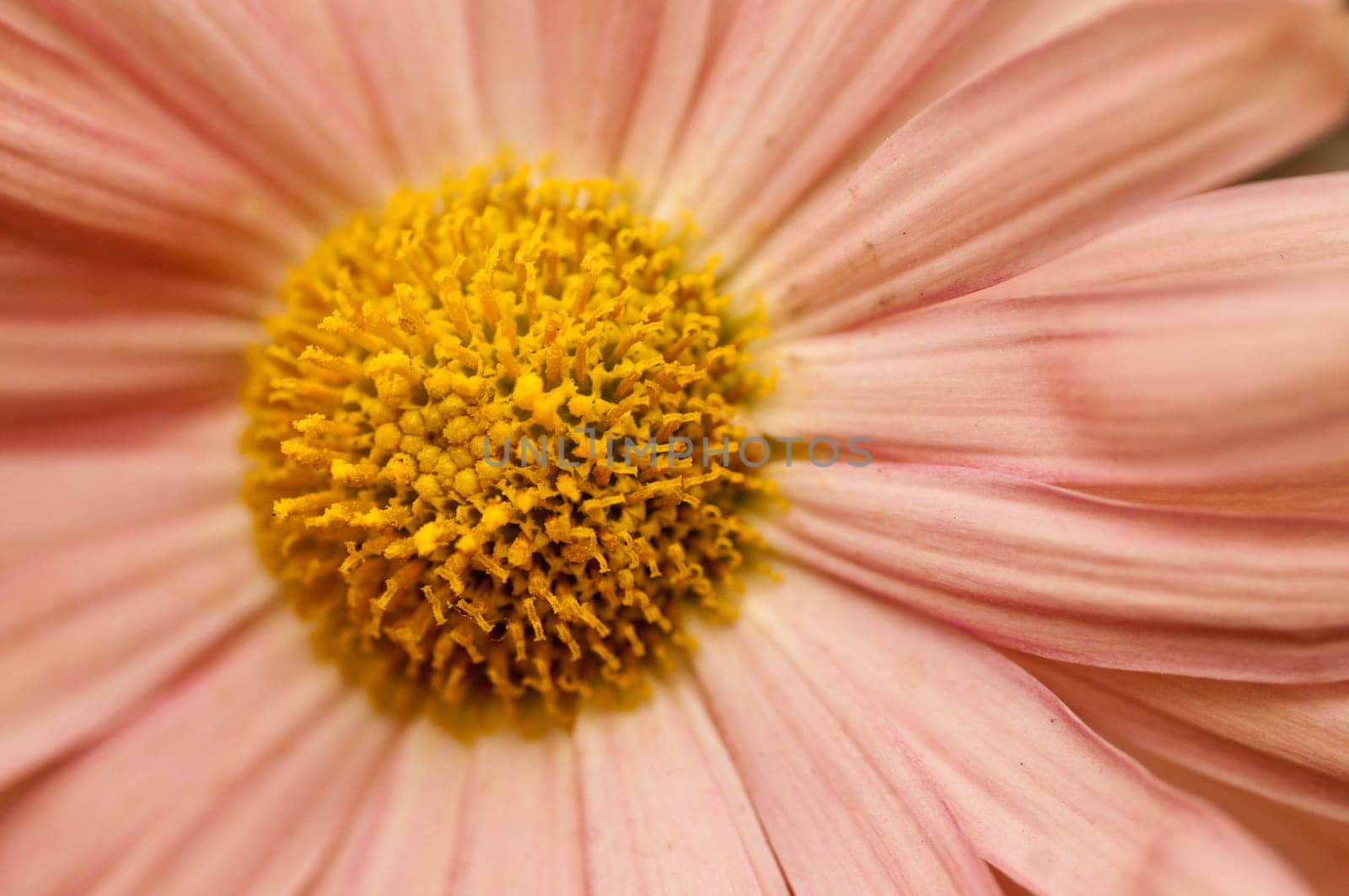 isolated shot of  Pink Helichrysum Paper daisy Strawflower flower