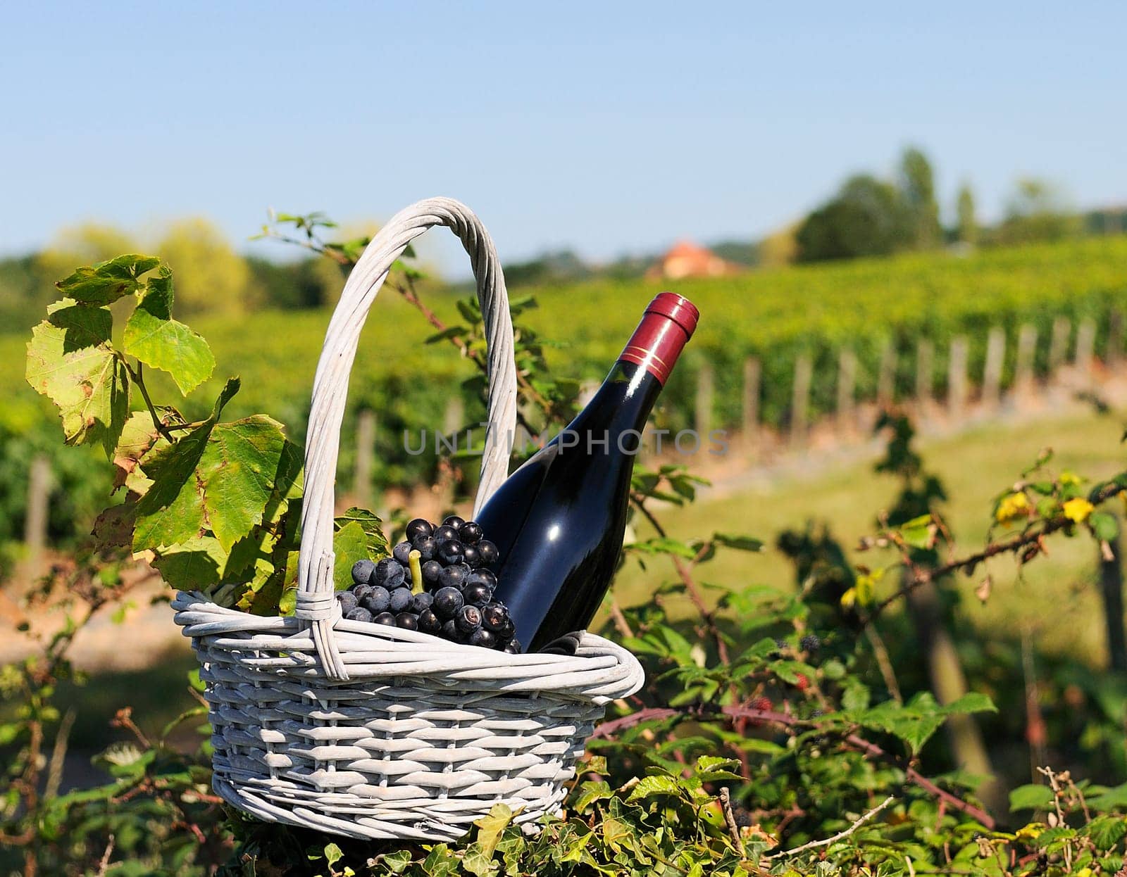 Bottle of red wine and grapes in basket
