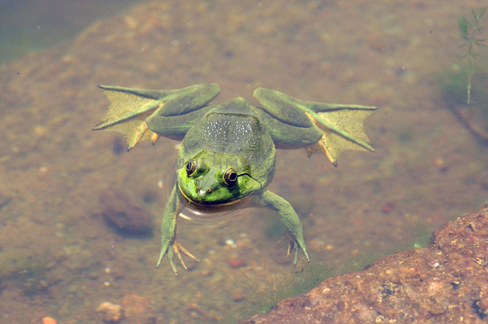 Green frog floating in the water