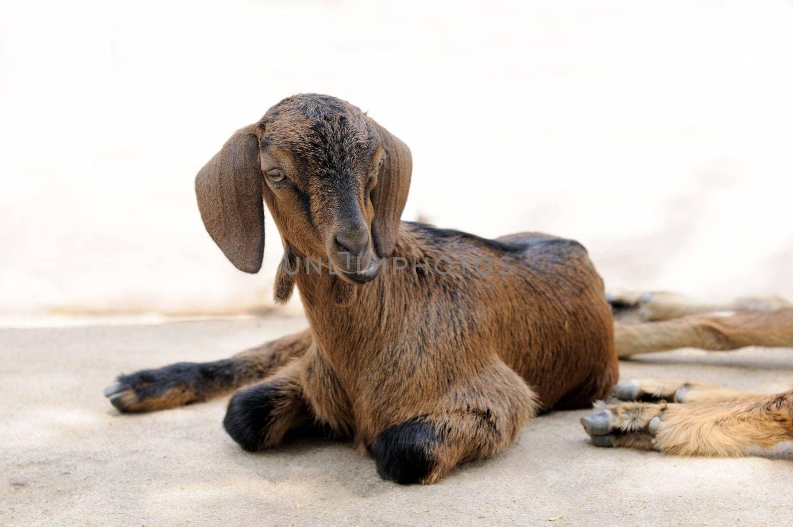 A young goat sitting on a rock