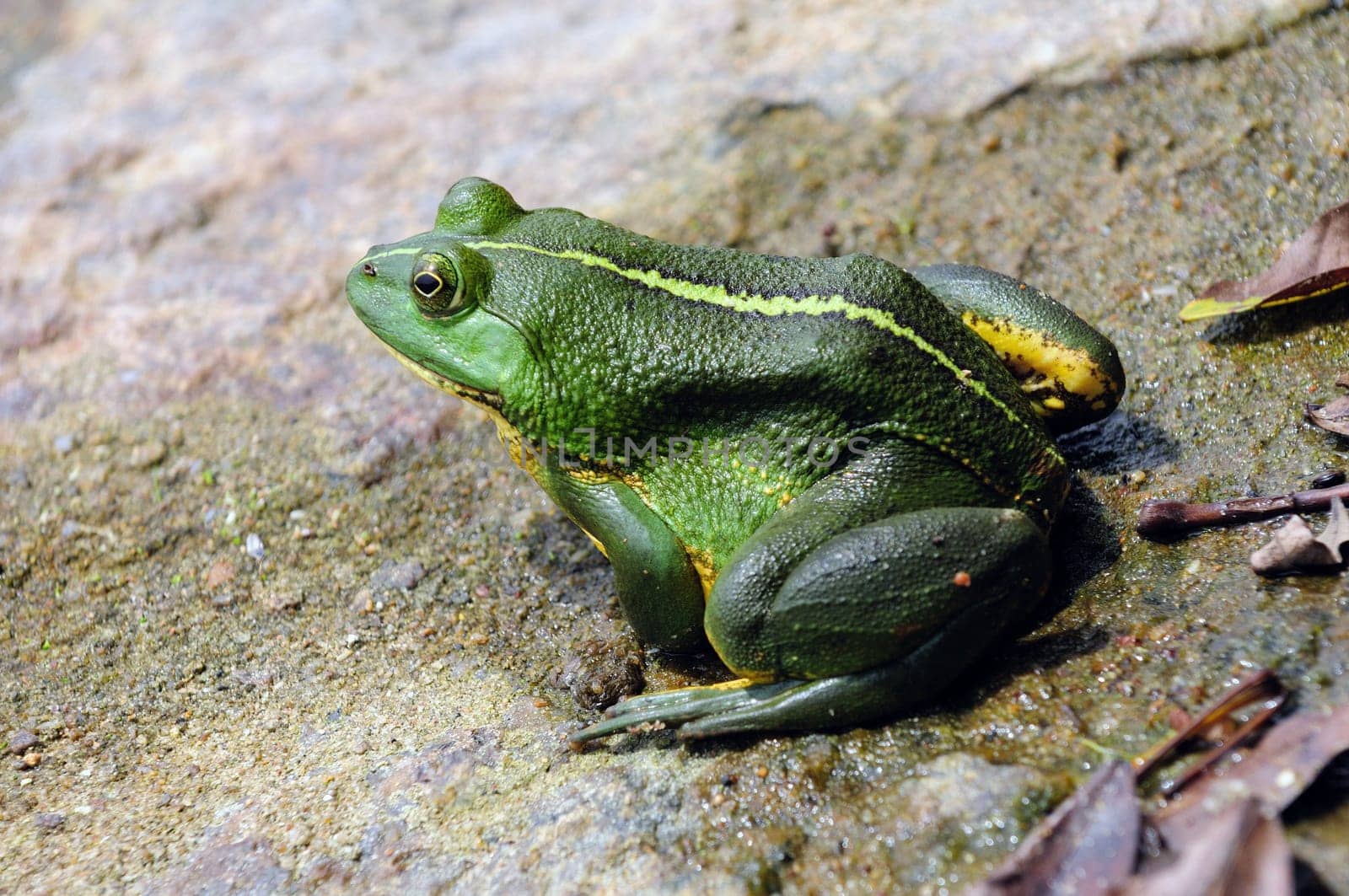 Green frog floating in the water
