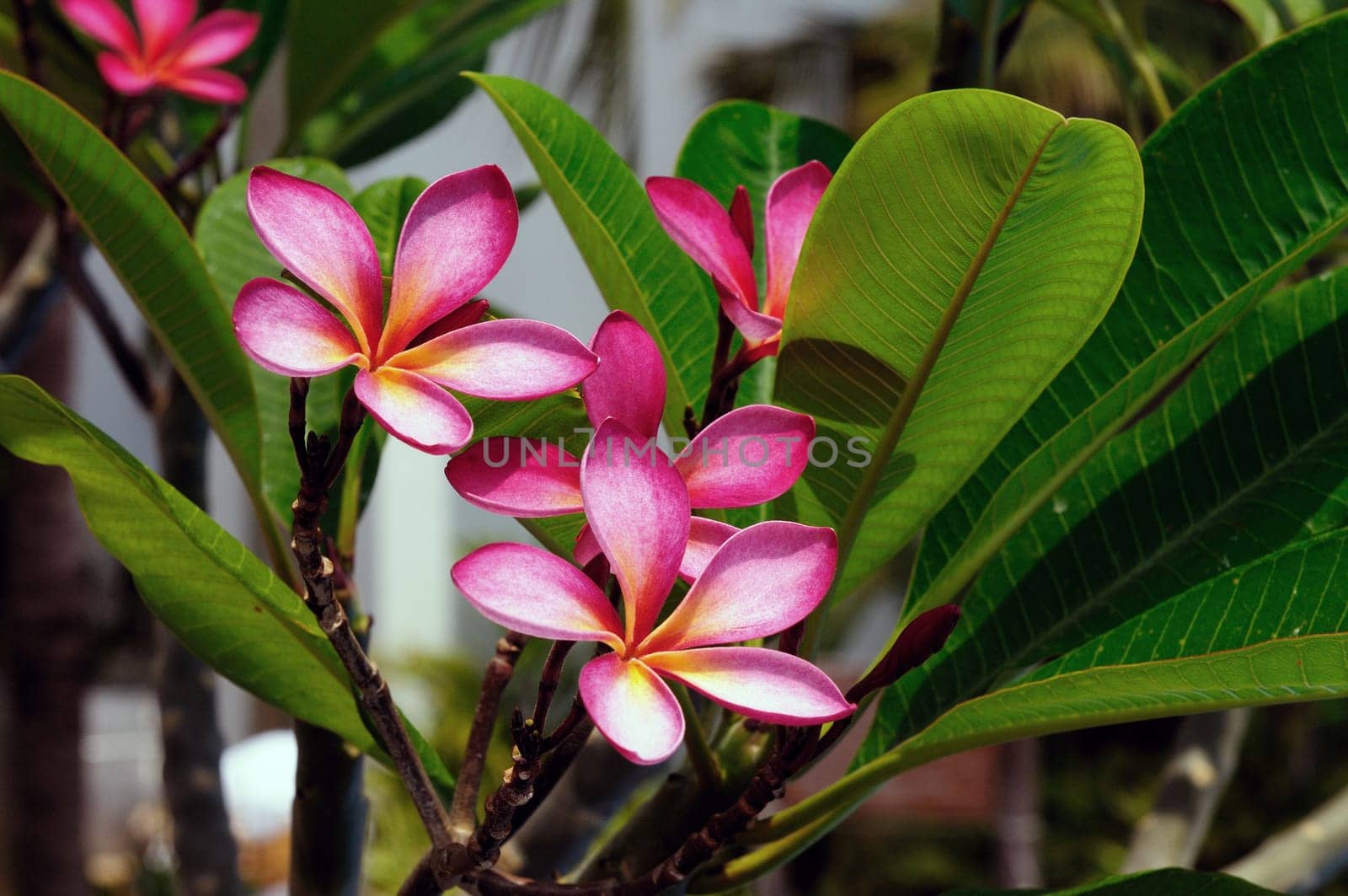 pink frangipani flowers at full bloom