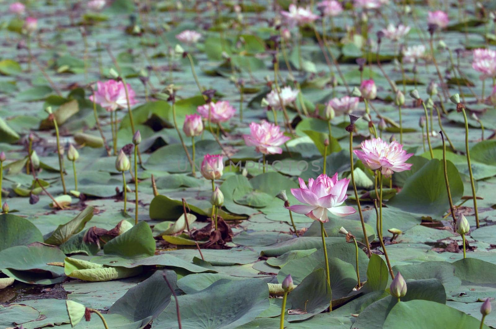 Pink lotus flowerat full bloom in a pond