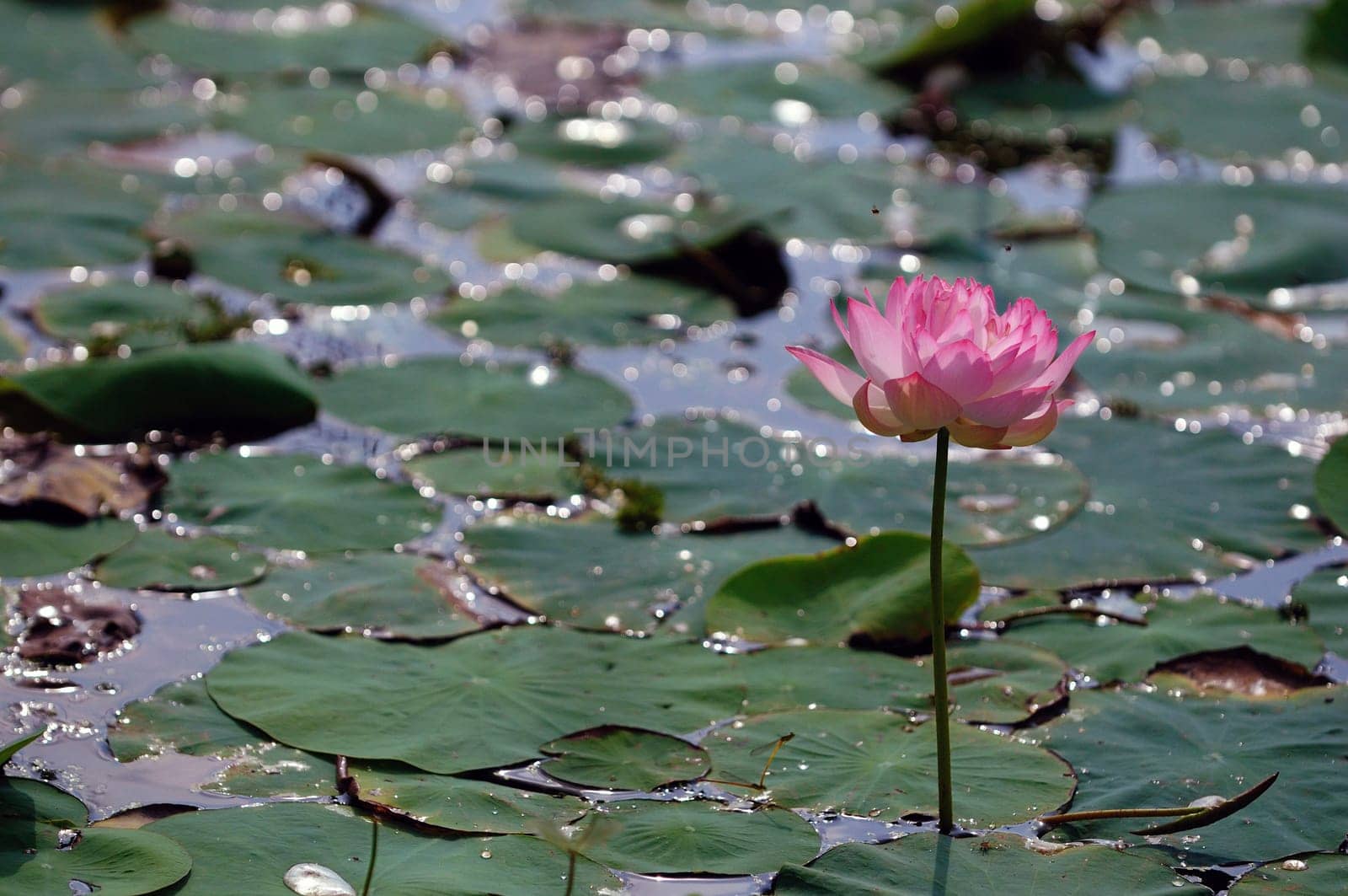 Lotus flower in  full bloom at a local pond