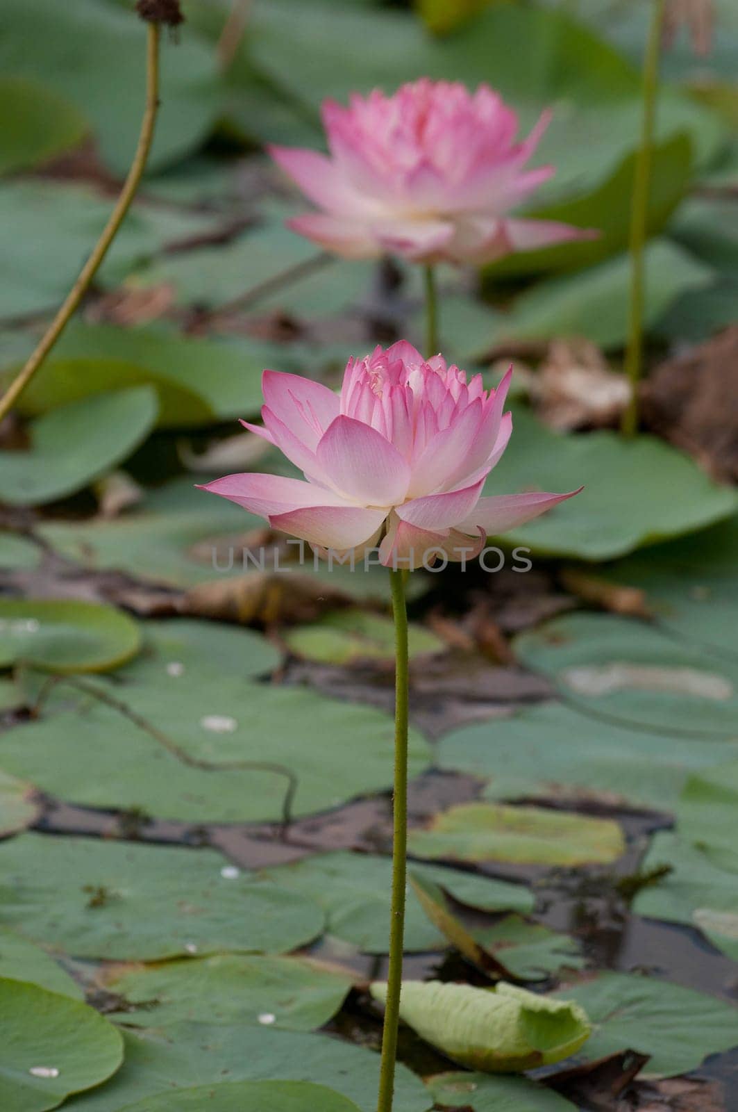 Pink lotus flowerat full bloom in a pond