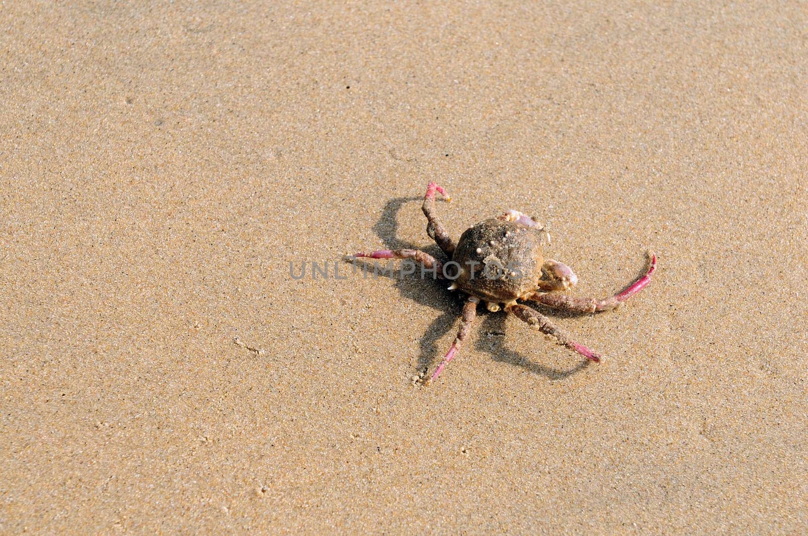 An injured crab at a local beach