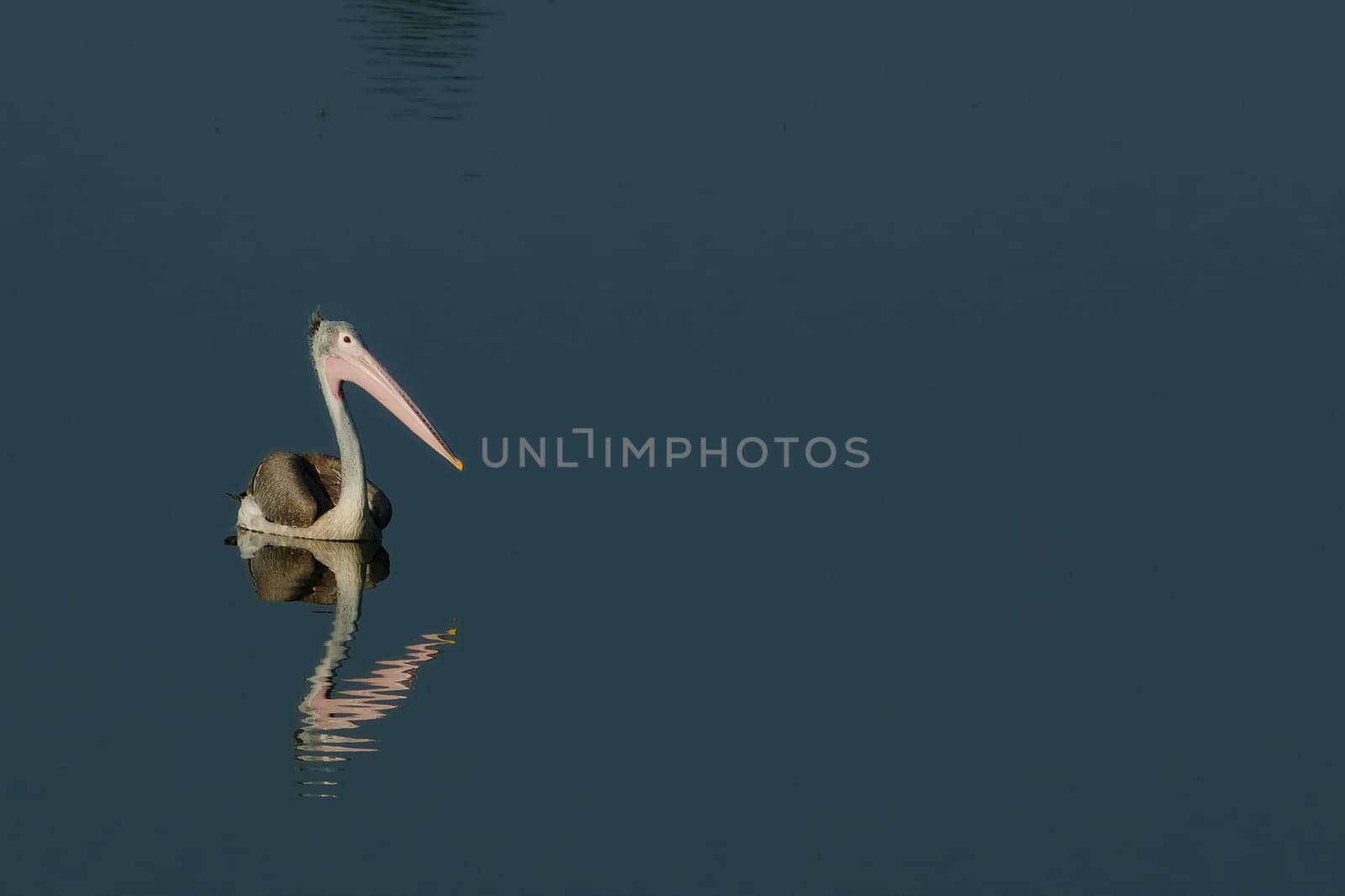 A spot billed pelican fishing at a local pond early morning