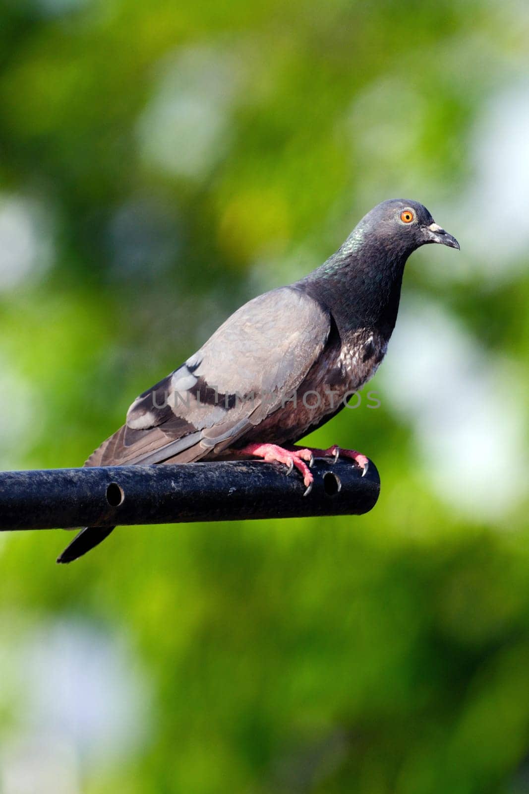 A rock pigeon close up shot on a bright sunny day