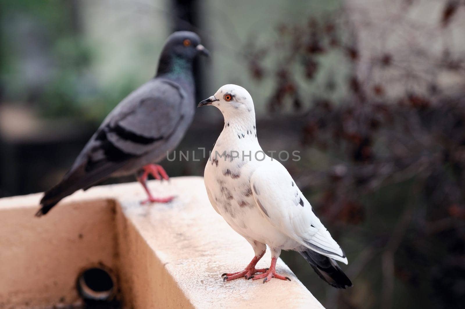 A white and a dark pigeon standing opposite sides